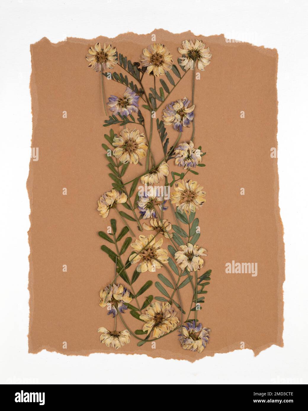 Oshibana fioritura botanica arte floreale pressata Composizione di piante secche. Fiori secchi cornice su sfondo beige. Foto Stock