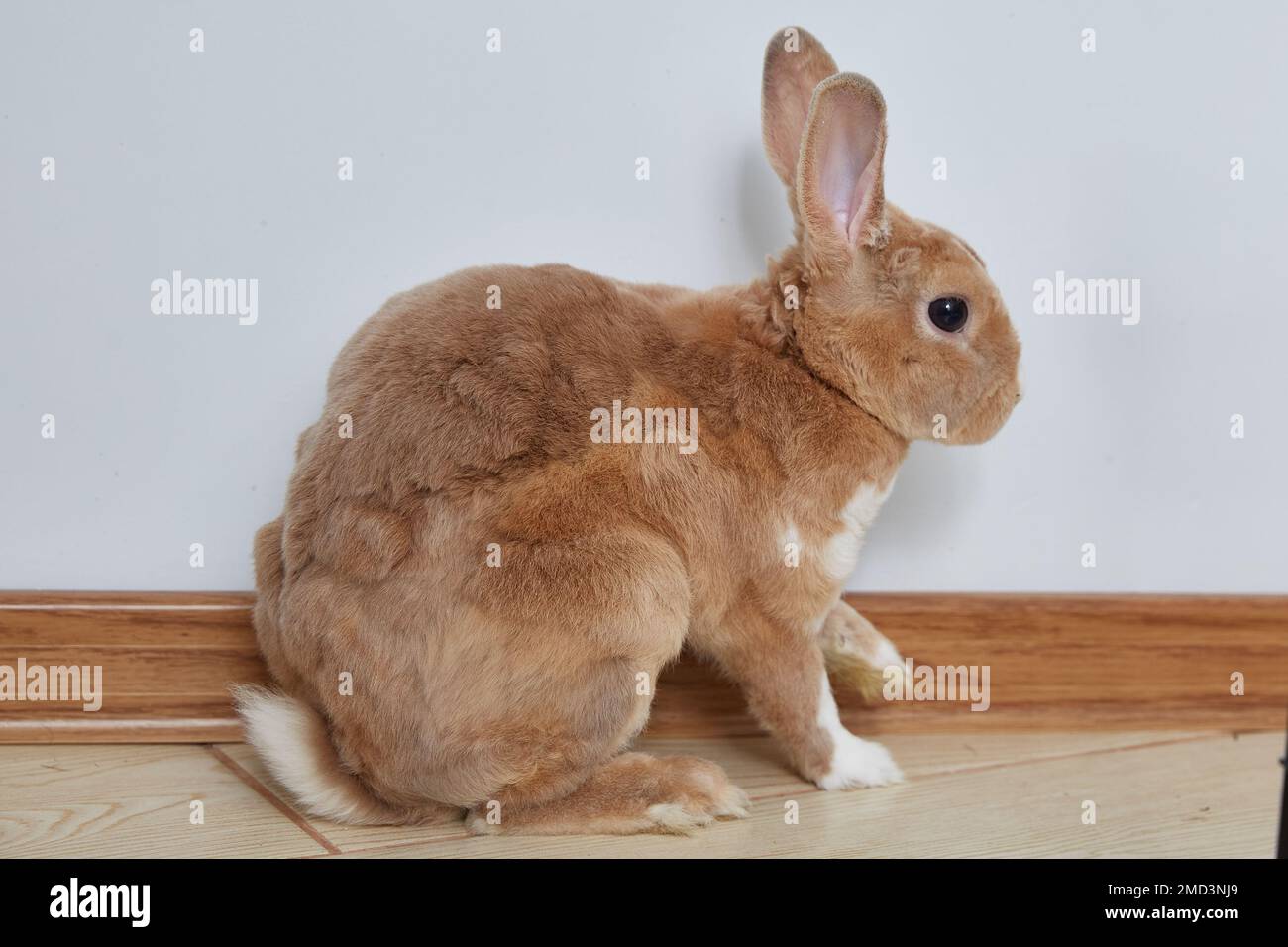 Primo piano di un coniglio purosangue dai capelli ricci seduto sul pavimento in una stanza. Foto Stock