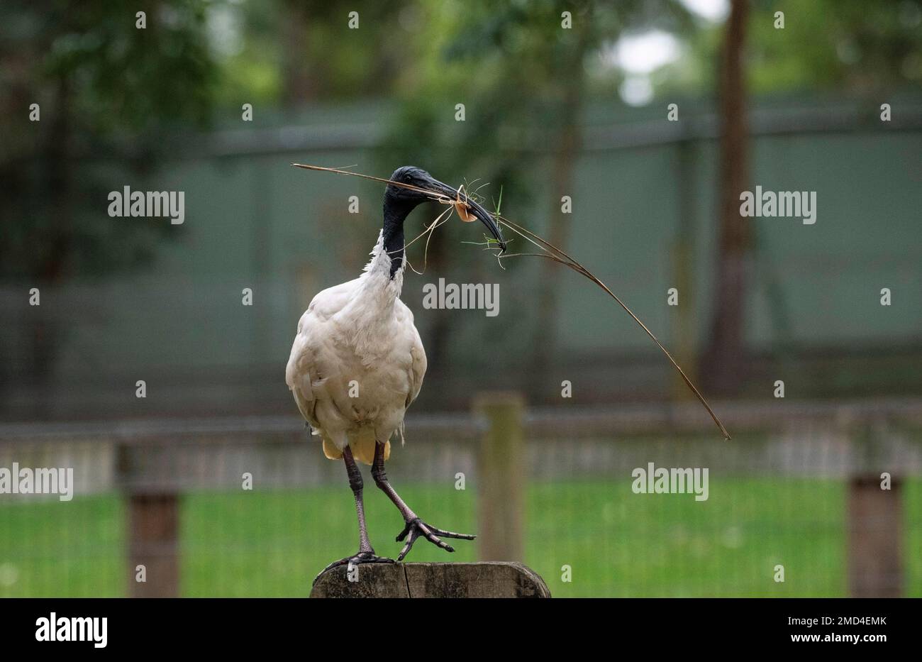 Australian White Ibis (Threskiornis molucca) raccolta di materiale di nidificazione in un parco faunistico di Sydney, NSW, Australia (Foto di Tara Chand Malhotra) Foto Stock
