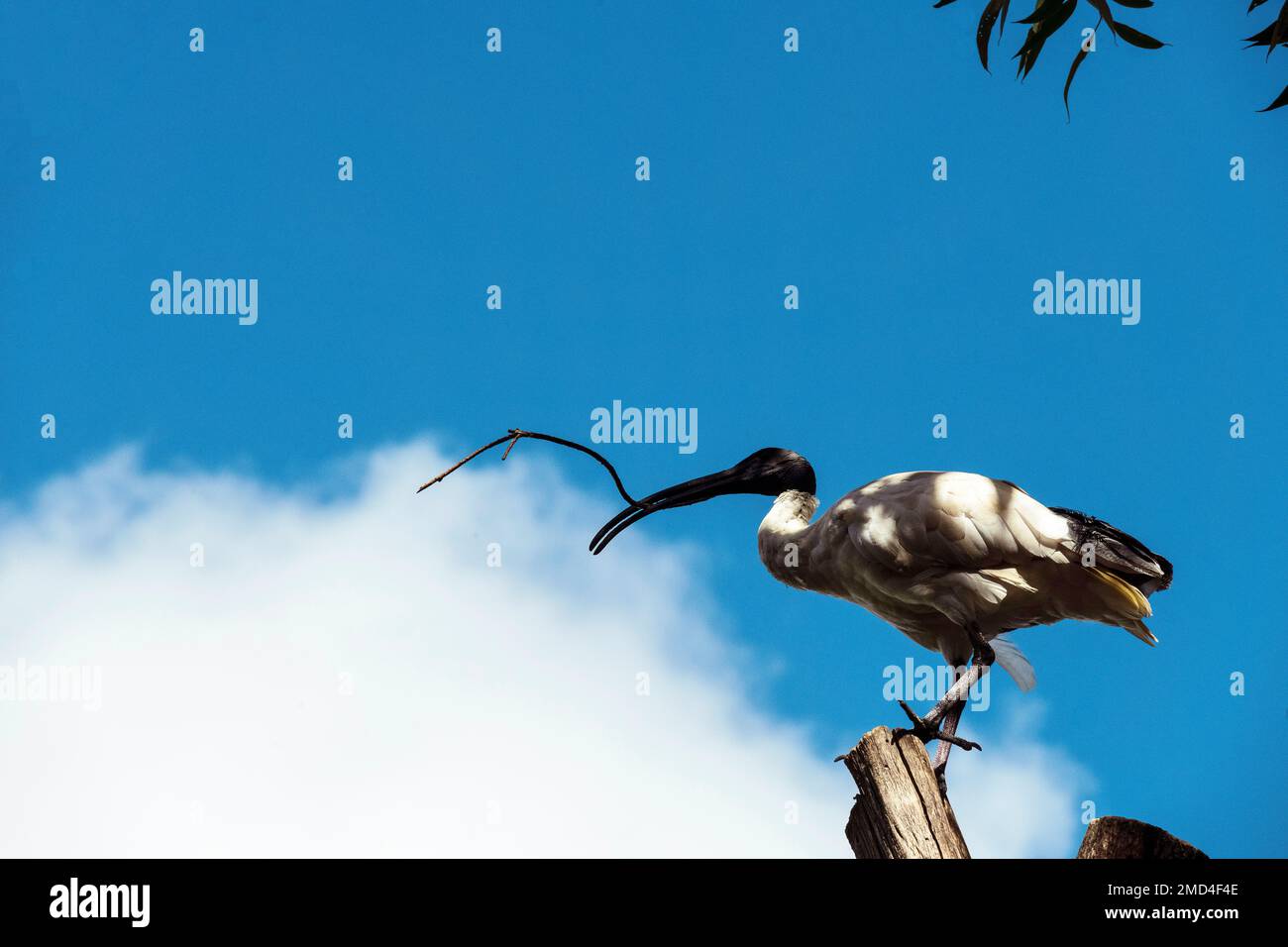 Australian White Ibis (Threskiornis molucca) raccolta di materiale di nidificazione in un parco faunistico di Sydney, NSW, Australia (Foto di Tara Chand Malhotra) Foto Stock
