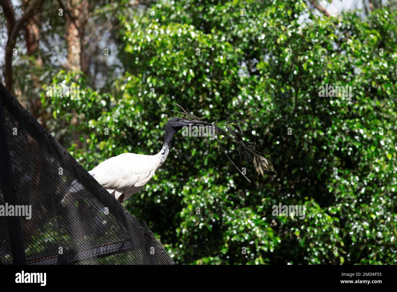 Australian White Ibis (Threskiornis molucca) raccolta di materiale di nidificazione in un parco faunistico di Sydney, NSW, Australia (Foto di Tara Chand Malhotra) Foto Stock