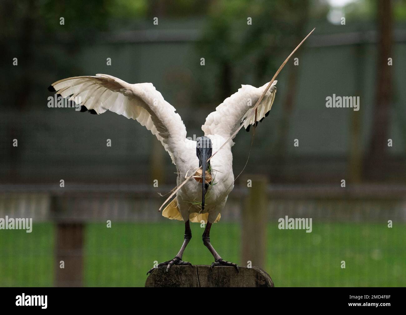 Australian White Ibis (Threskiornis molucca) raccolta di materiale di nidificazione in un parco faunistico di Sydney, NSW, Australia (Foto di Tara Chand Malhotra) Foto Stock
