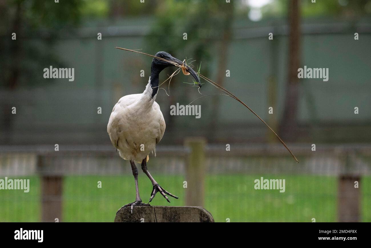 Australian White Ibis (Threskiornis molucca) raccolta di materiale di nidificazione in un parco faunistico di Sydney, NSW, Australia (Foto di Tara Chand Malhotra) Foto Stock