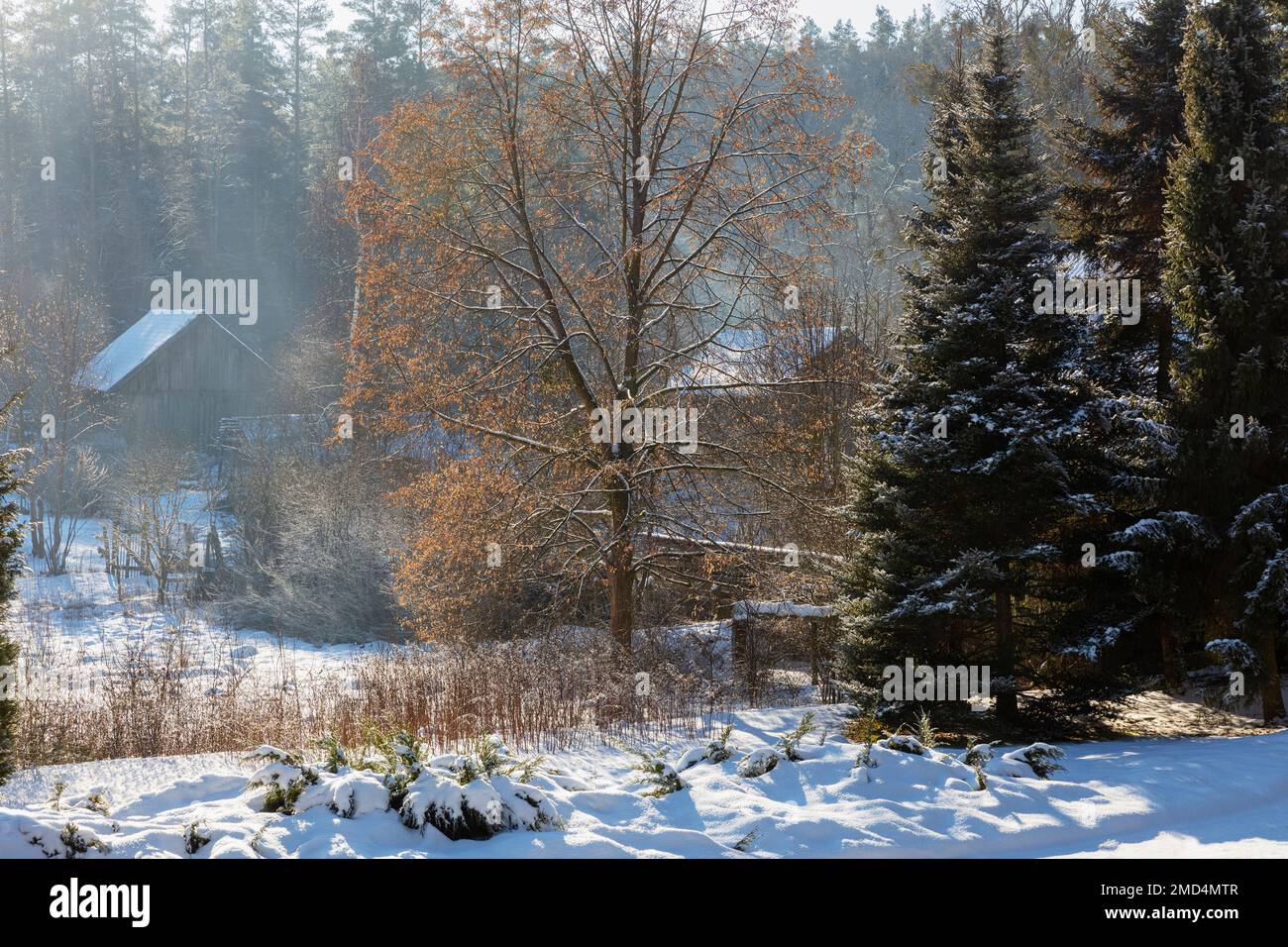 Fattoria ai margini della foresta, Polonia Foto Stock