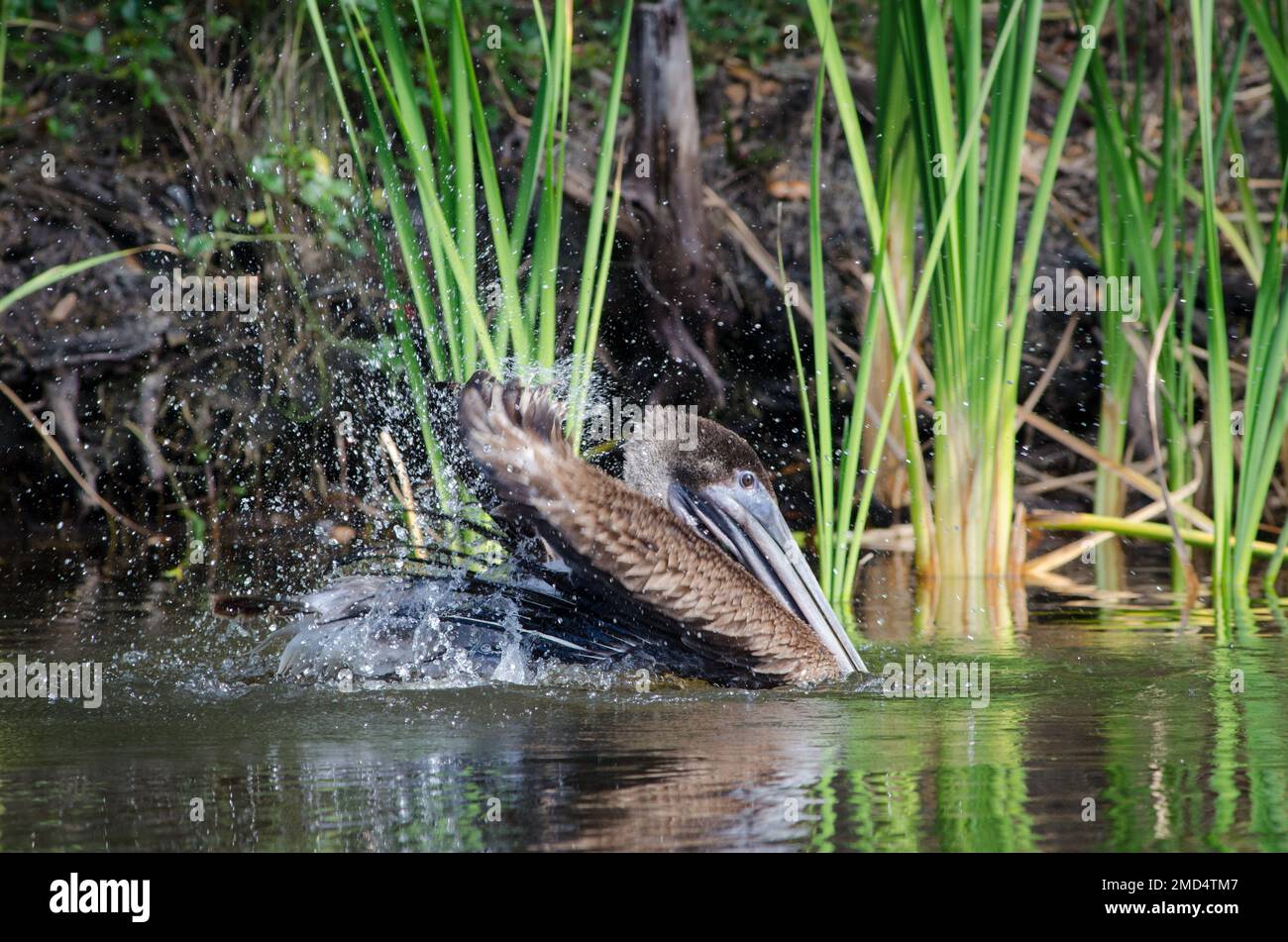 Un immaturo Brown Pelican che si tuffa nell'acqua di Frog Creek nel Tera CEIA Preserve state Park, Florida, USA Foto Stock