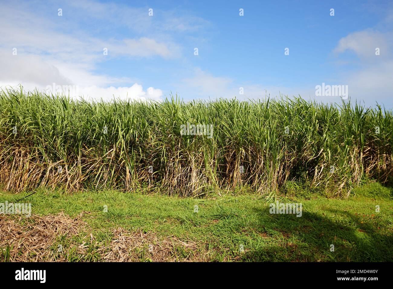 Piantagione di canna da zucchero per la produzione di rum, isola della Martinica. Foto Stock