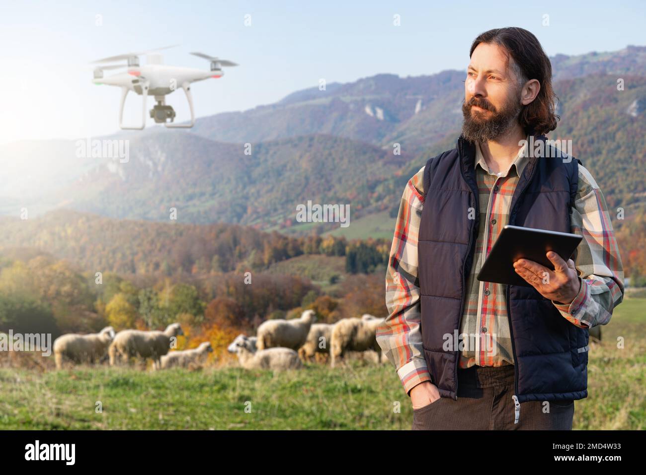 Coltivatore con la compressa digitale e la pecora che grava drone. Foto Stock