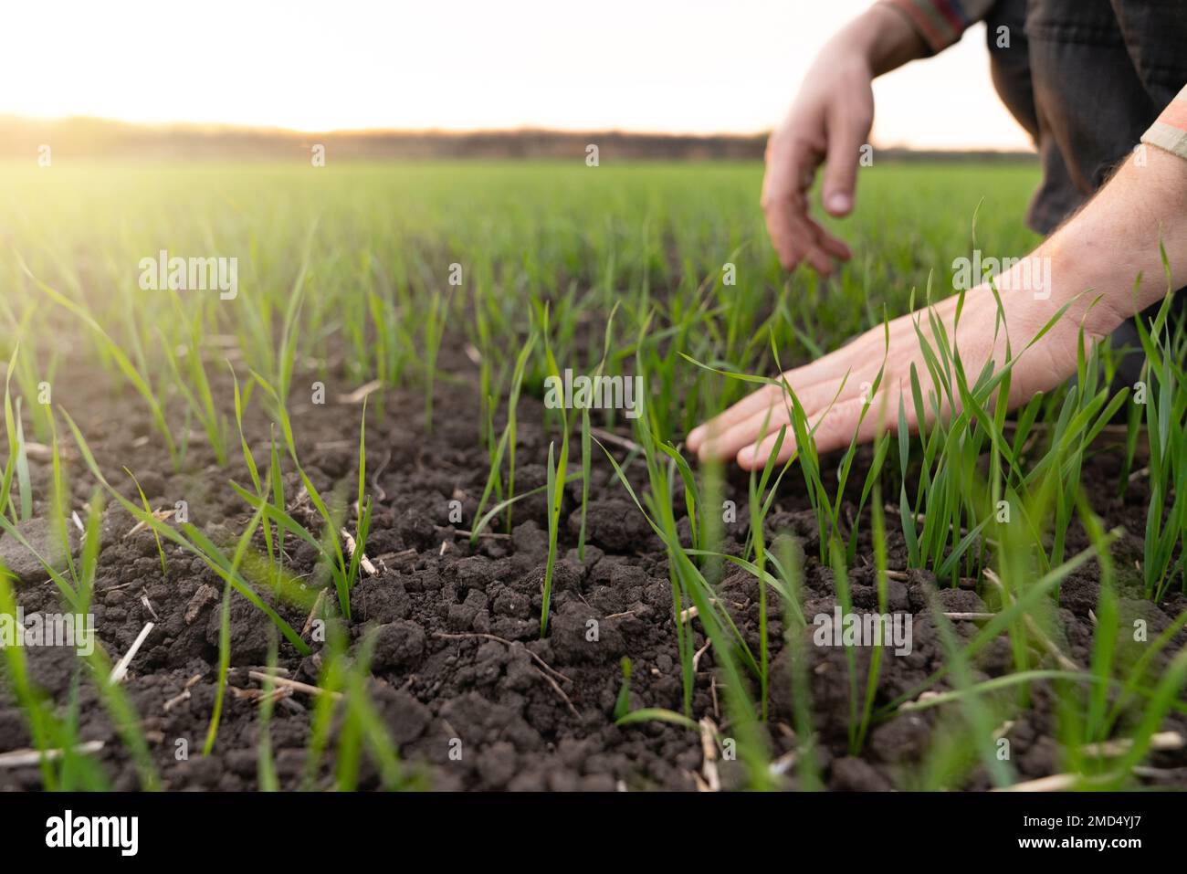 Il contadino tocca il grano giovane nel campo con la mano. Primo piano Foto Stock