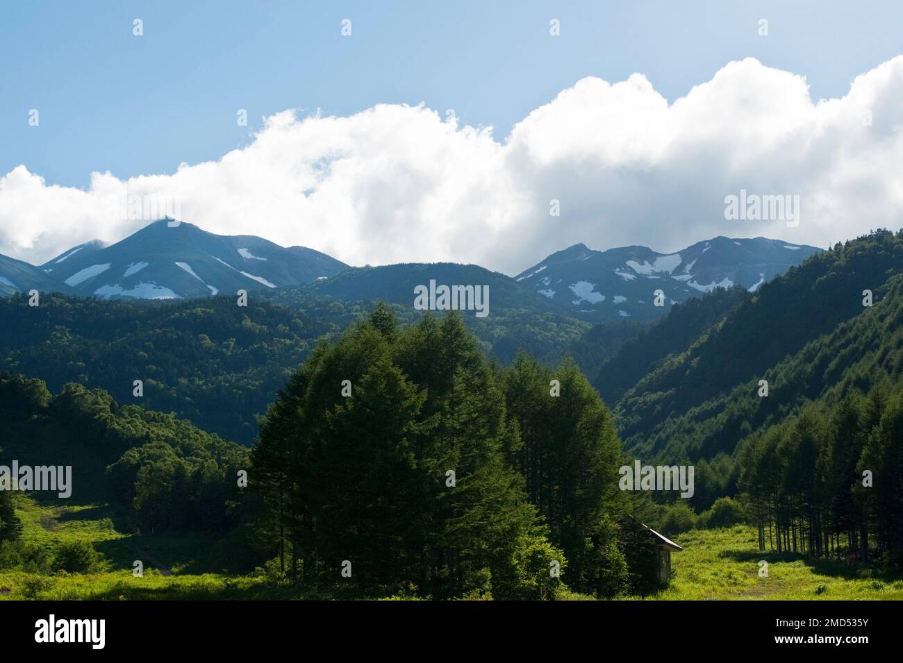 Le pendici inferiori del Monte Norikura sono molto verdi in estate, Nagano, Giappone. Foto Stock