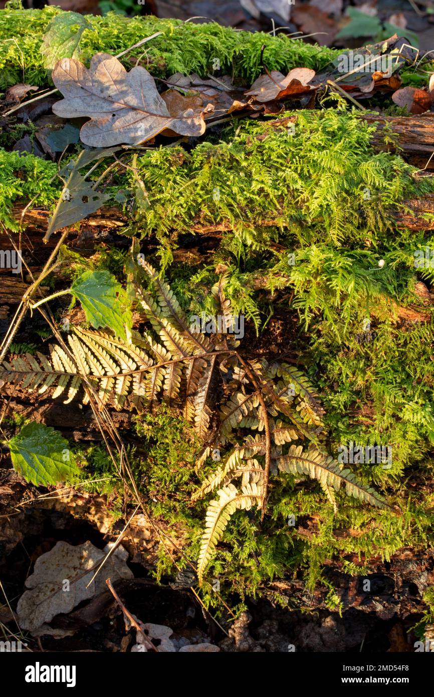 Primo piano il ritratto naturale delle piante ambientali, che mostra felci e muschio su un tronco marciume in un bosco autunnale Foto Stock