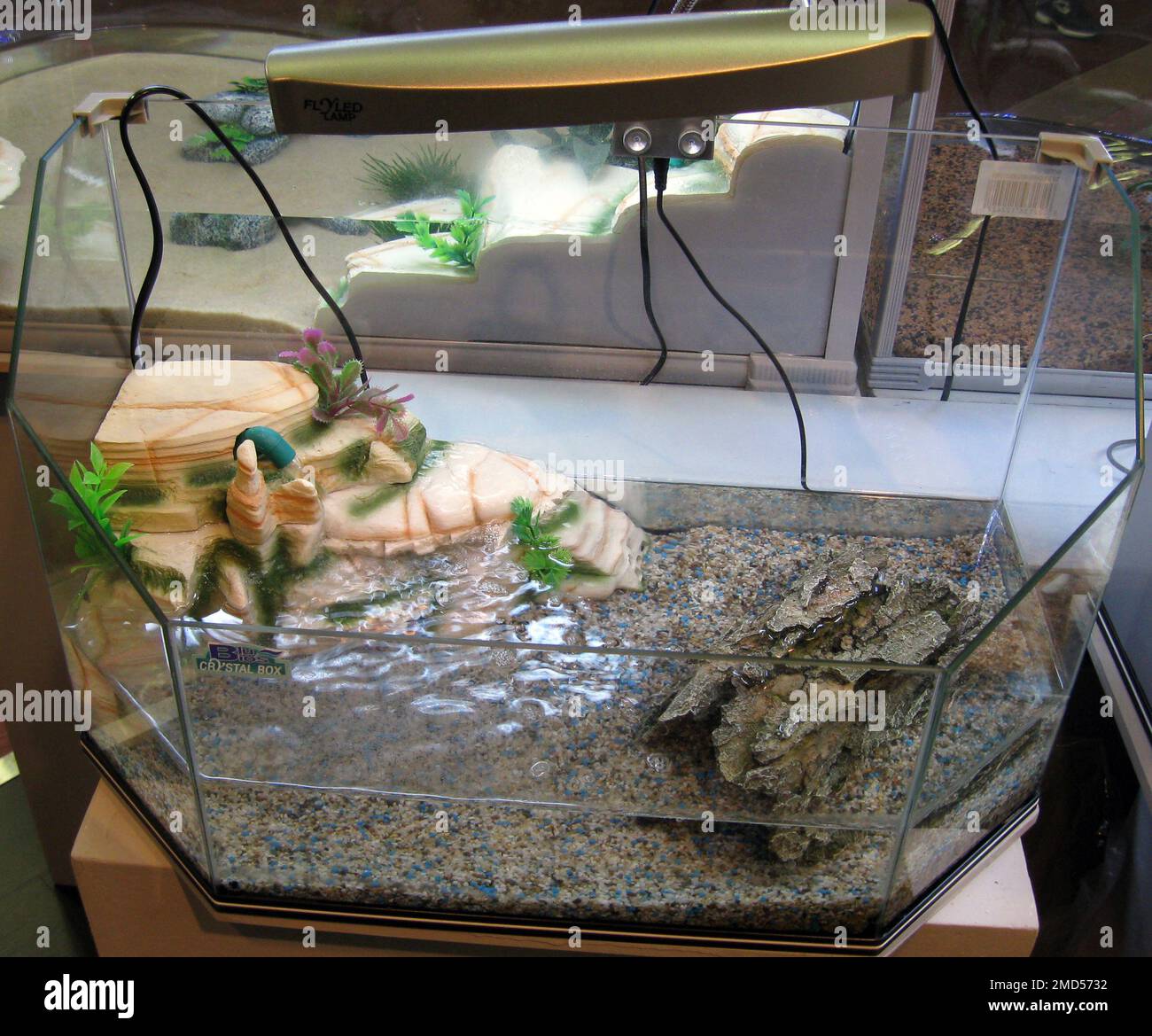 Aqua-terrarium per tartaruga laghetto (terrapina) Foto Stock