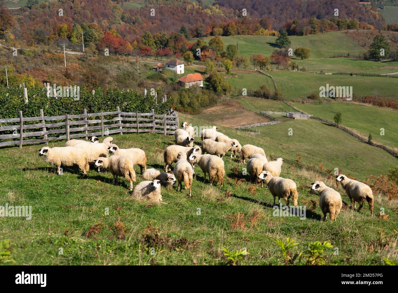 Pecore pascolano in un pascolo in montagna Foto Stock
