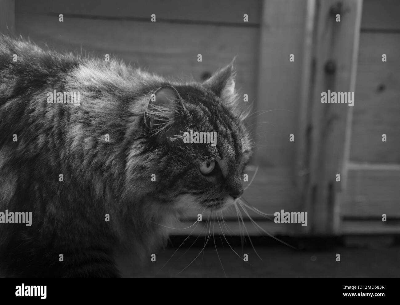Gatto marrone Tabby con bei occhi verdi sdraiato su terra nera in camera nera scura Foto Stock