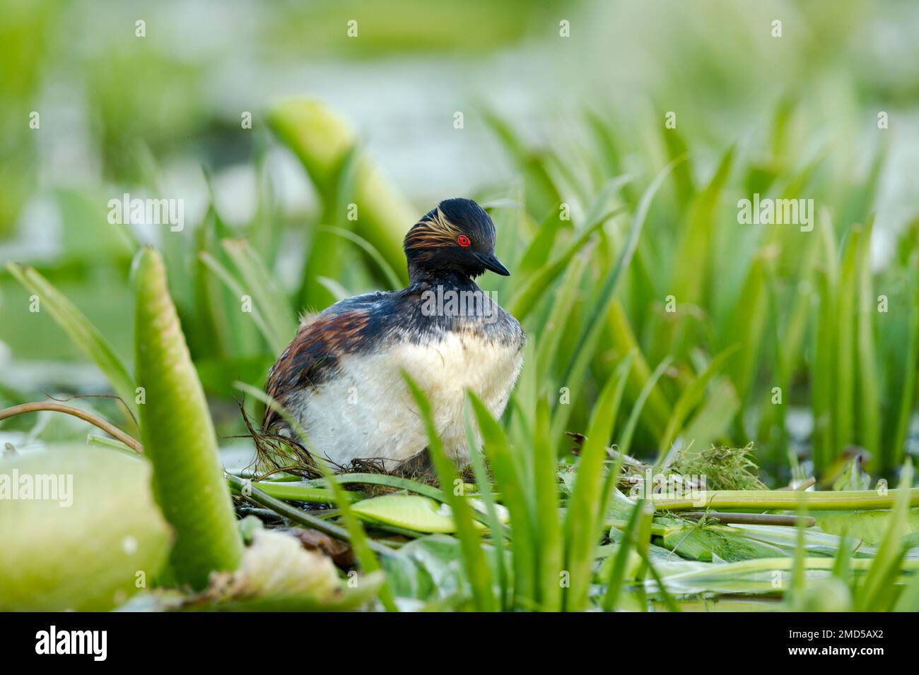 Grebe dal collo nero conosciuto anche come grebe dalle orecchie (Podiceps nigricollis) seduto sul suo nido costruito sulle foglie di lilly e altra vegetazione Foto Stock