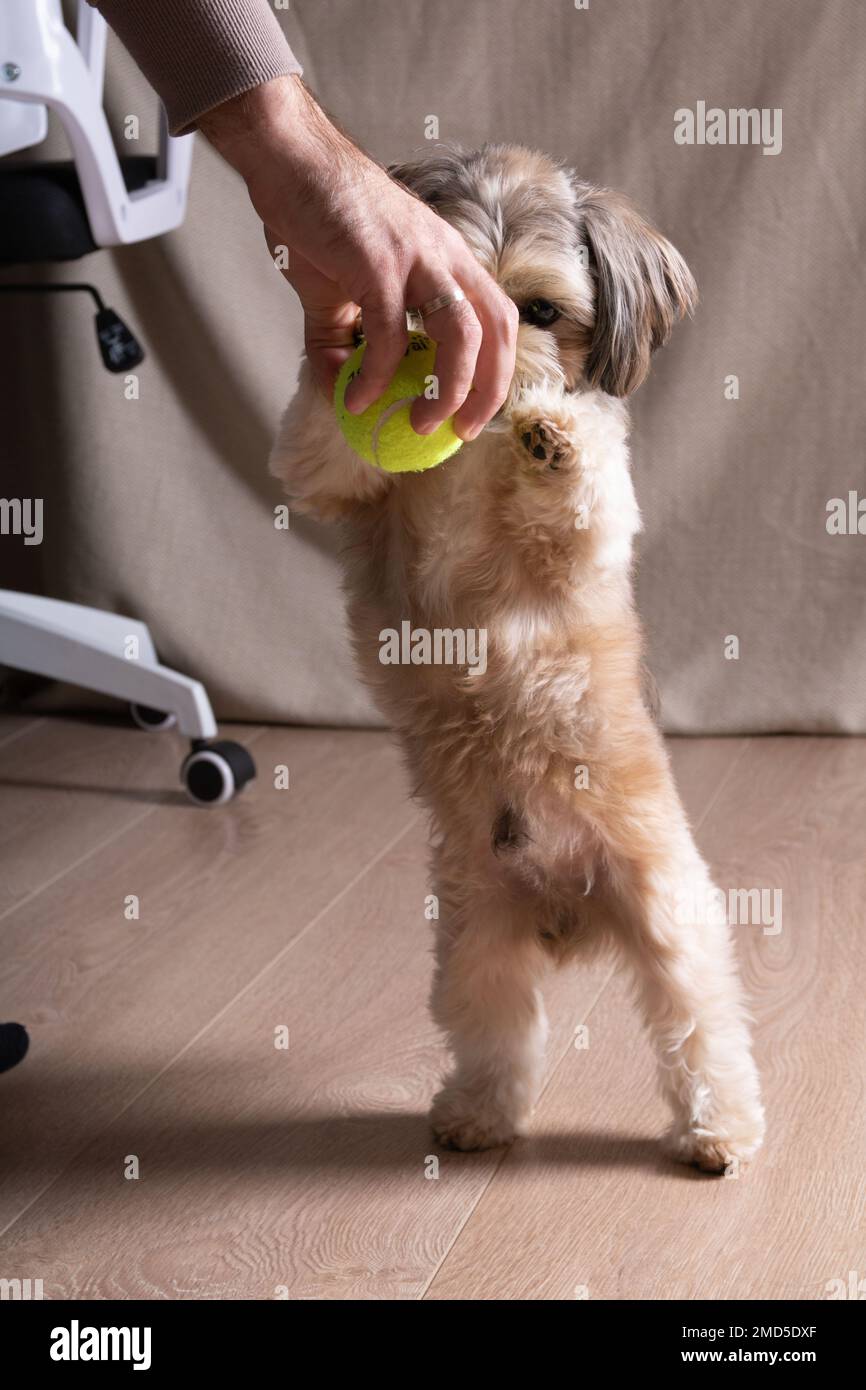 foto cane e uomo che gioca con una palla a casa Foto Stock
