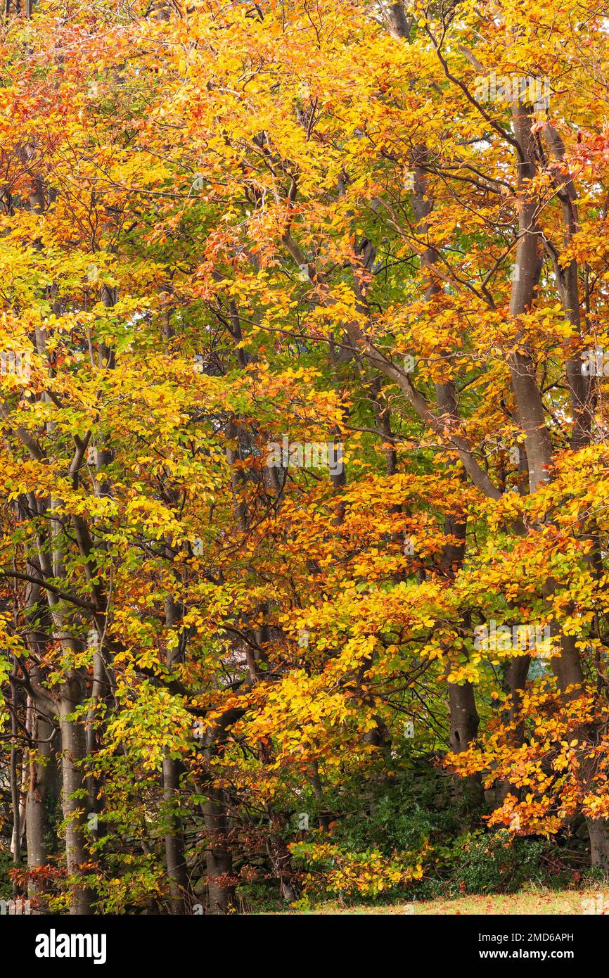 Alberi in fogliame autunnale colorato Foto Stock
