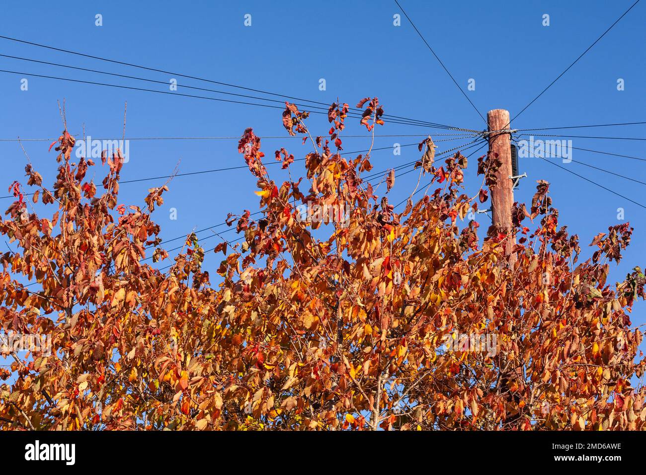 Alberi in fogliame autunnale con palo telegrafico Foto Stock