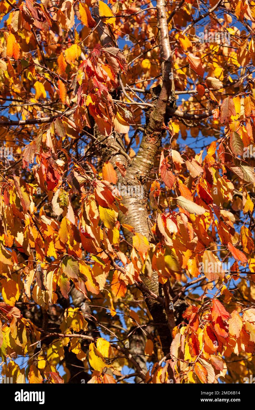 Alberi in fogliame autunnale colorato Foto Stock