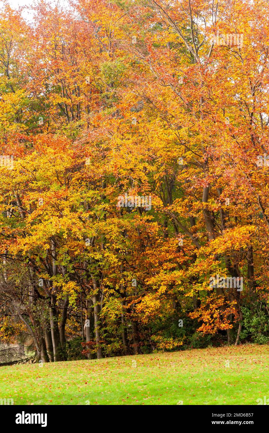 Alberi in fogliame autunnale colorato Foto Stock