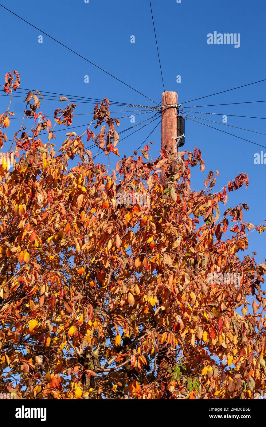 Alberi in fogliame autunnale con palo telegrafico Foto Stock