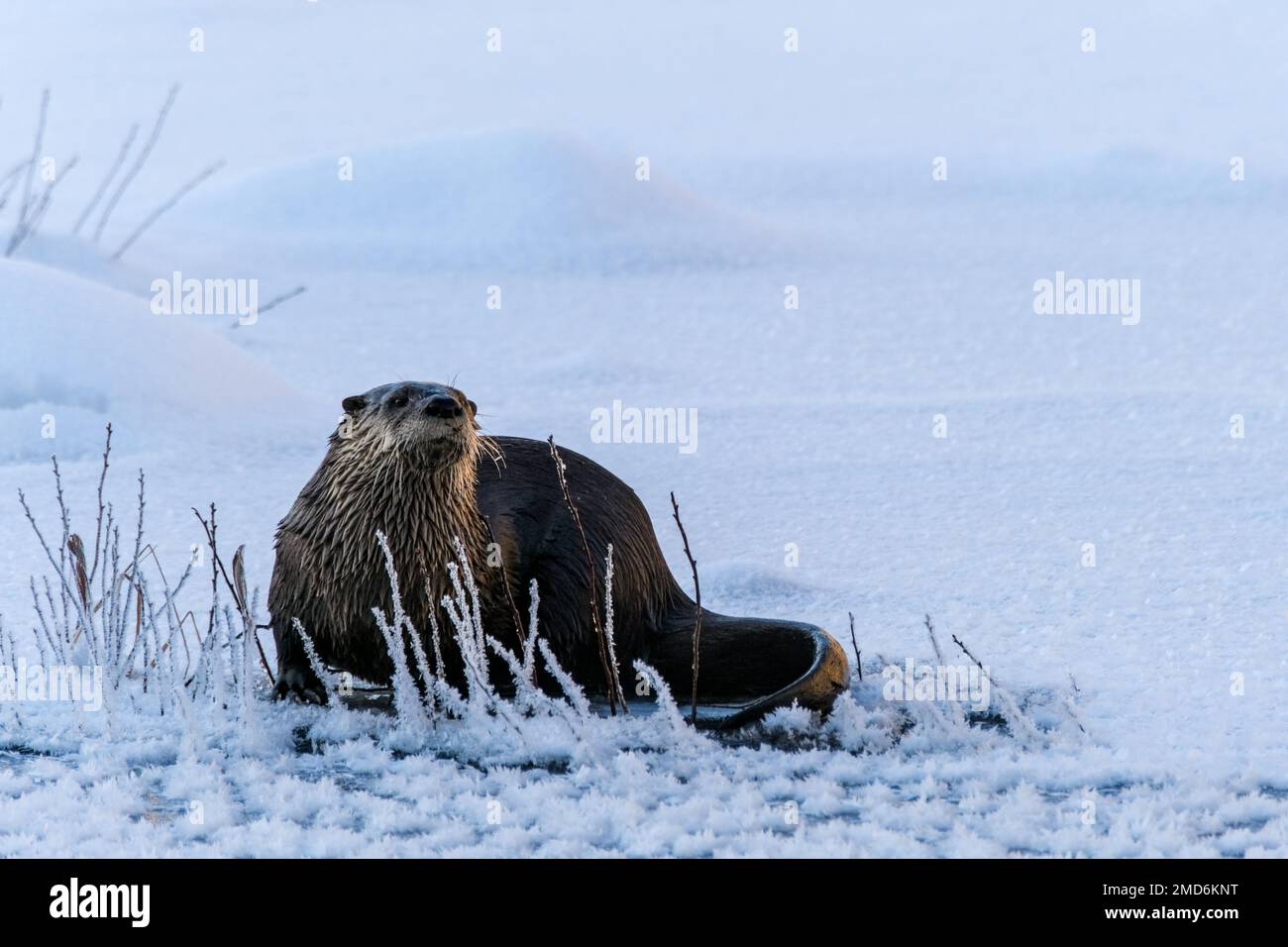 Una lontra selvatica nordamericana (Lontra canadensis) si trova sulla superficie di un torrente congelato in mezzo alla gelida vita vegetale in inverno, con uno sfondo Foto Stock