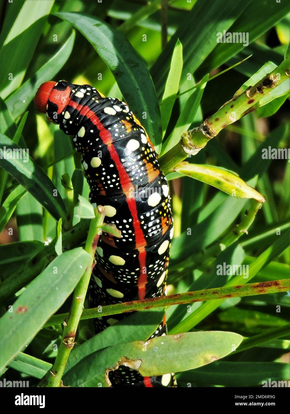 Un bruco Sweke Hawk Moth è stato visto il 13 luglio 2022, durante una giornata del campo delle farfalle della Natural Resources Foundation of Wisconsin a South Post a Fort McCoy, Wisconsin. L'escursione sul posto è stata condotta dal biologo delle specie minacciate di estinzione Jessup Weichelt con la direzione di Fort McCoy dei lavori pubblici Divisione ambientale risorse naturali Branch. Il gruppo si è fermato nelle aree della Badger Drop zone e della Young Air Assault Strip, dove c'è un sacco di habitat naturale per le farfalle. Fort McCoy ospita numerose specie di farfalle in via di estinzione. Foto Stock