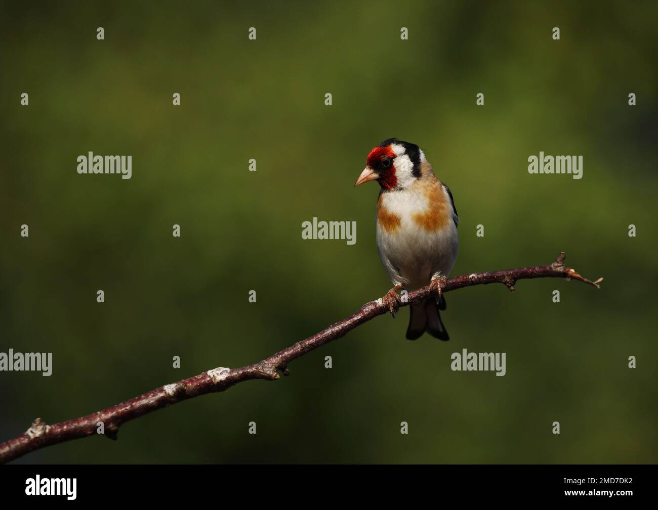 Trincetto da golf per adulti sul ramo Foto Stock