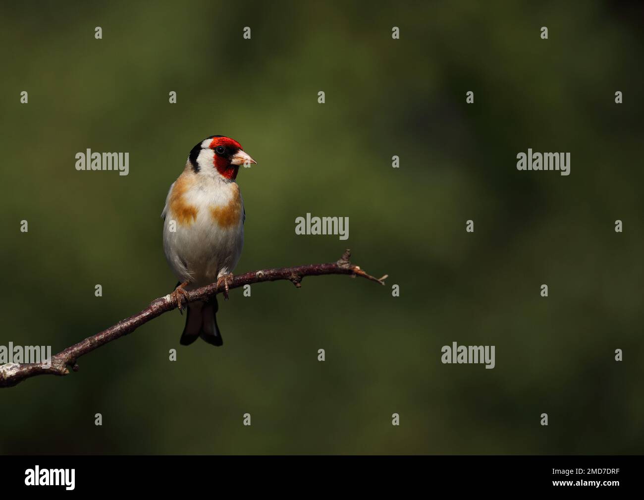 Trincetto da golf per adulti sul ramo Foto Stock