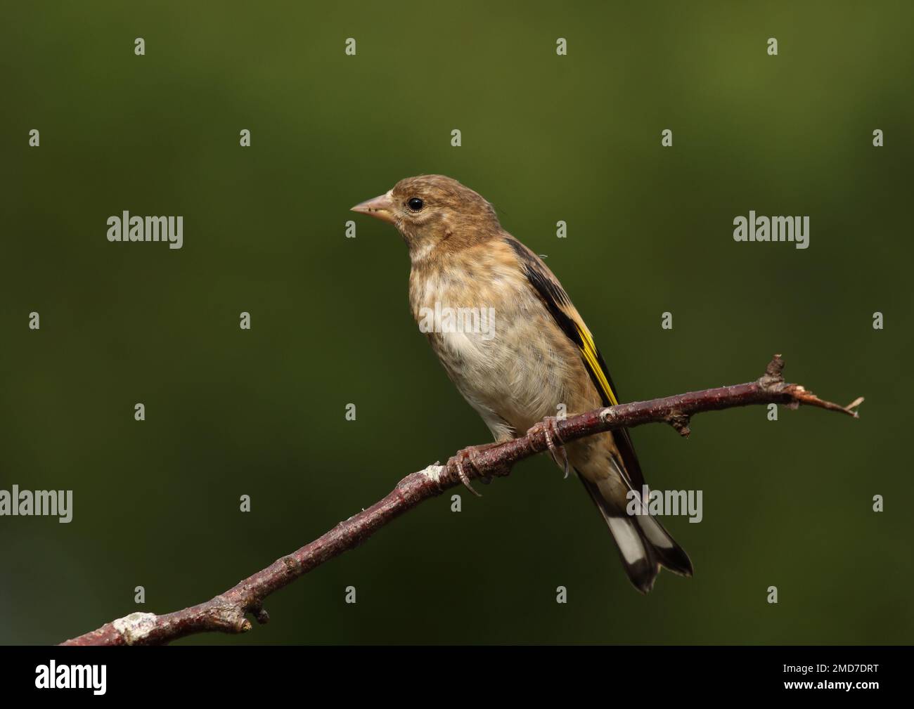 Giovane orfinga che si appollaiano sul ramo Foto Stock