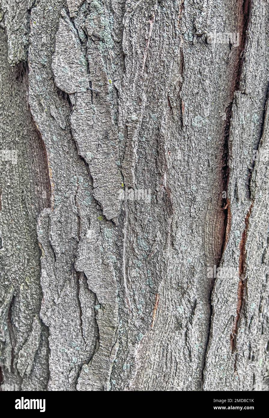 Closep di corteccia di albero in Central Park Foto Stock
