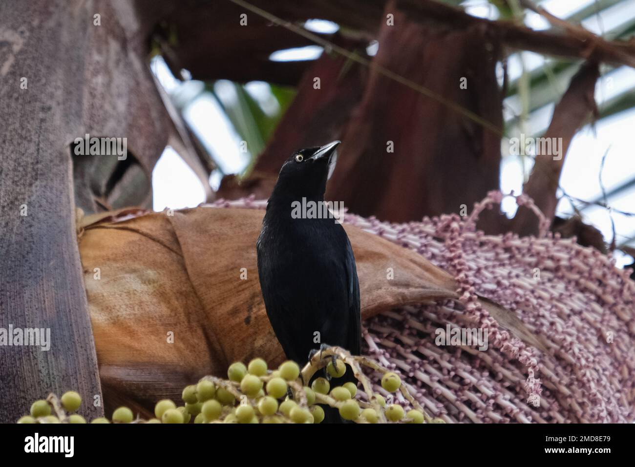 Il Carib Grackle (Quiscalus lugubris). Un uccello nero in piedi sull'albero a Guatape, Colombia. Foto Stock