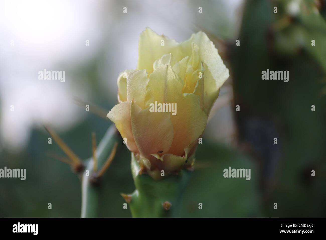 Fiori nel mio giardino domestico, Sri Lanka Foto Stock