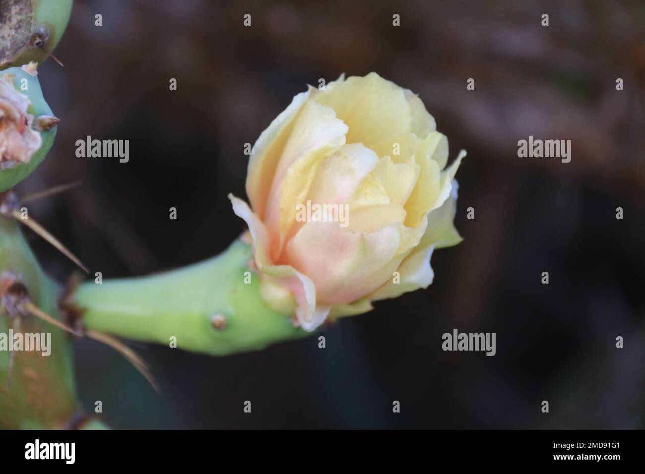 Fiori nel mio giardino domestico, Sri Lanka Foto Stock