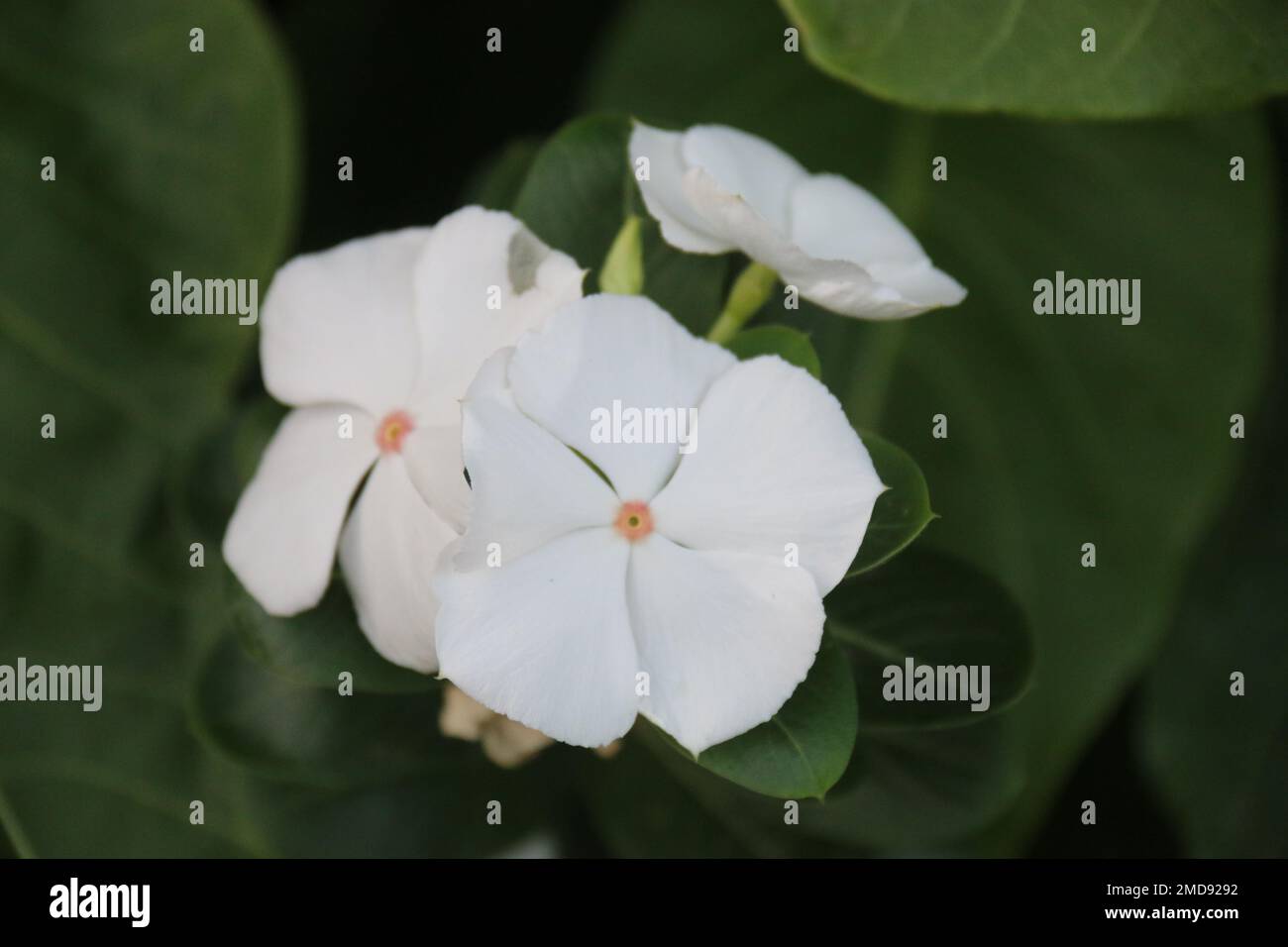 Fiori nel mio giardino domestico, Sri Lanka Foto Stock