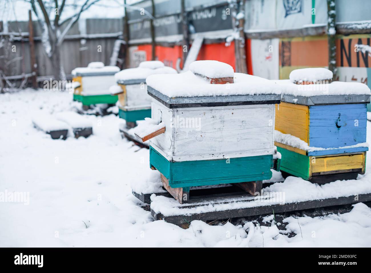 alveari in giardino in inverno neve pavimento. Svernare le api in luna di miele all'aria aperta fuori dall'inverno. Alveari su apiario in dicembre in Europa. Vecchio apiario di multi-h Foto Stock