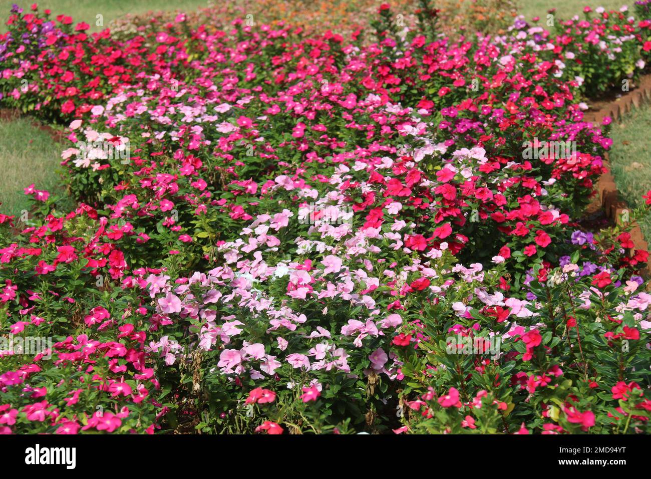 Fiori nel mio giardino domestico, Sri Lanka Foto Stock