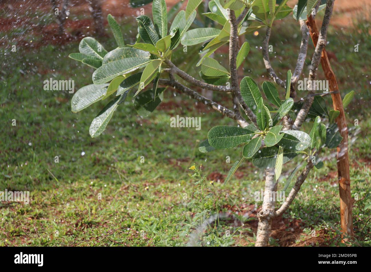 Fiori nel mio giardino domestico, Sri Lanka Foto Stock