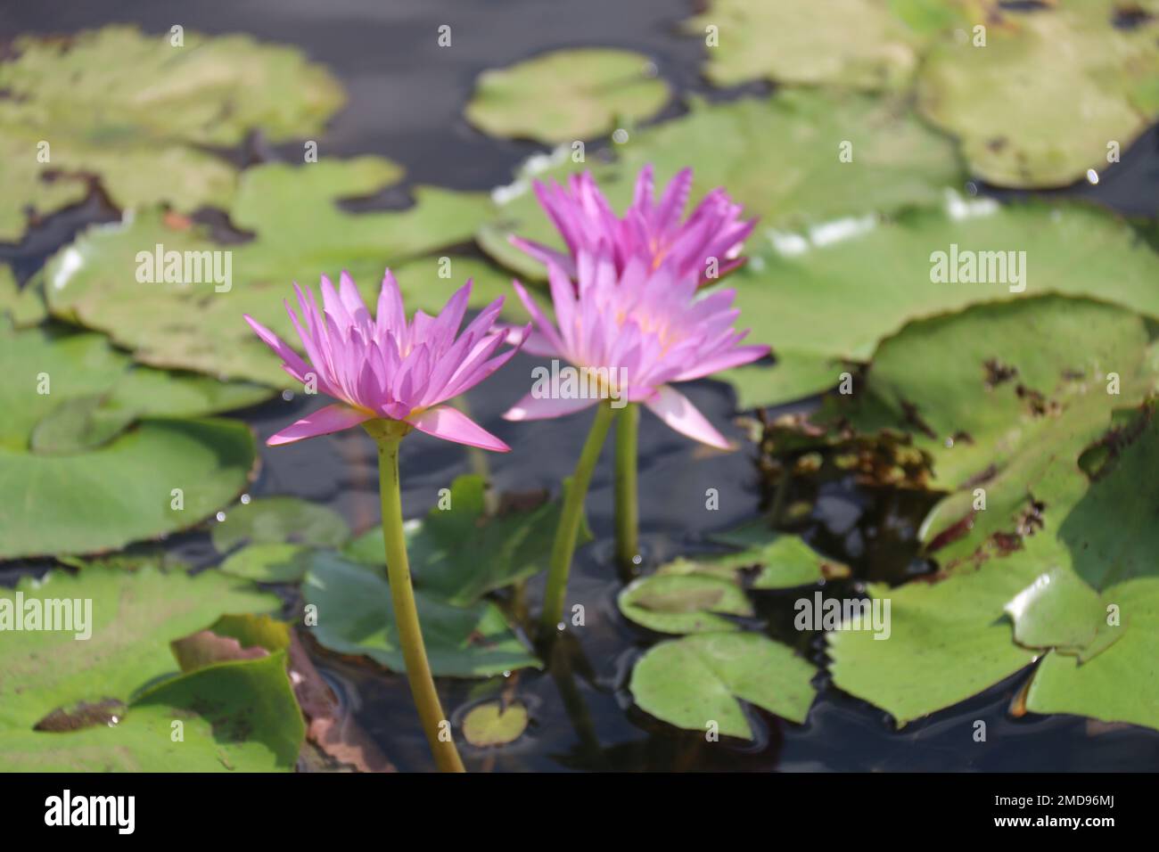 Fiori nel mio giardino domestico, Sri Lanka Foto Stock