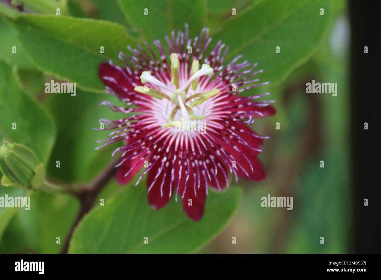 Fiori nel mio giardino domestico, Sri Lanka Foto Stock