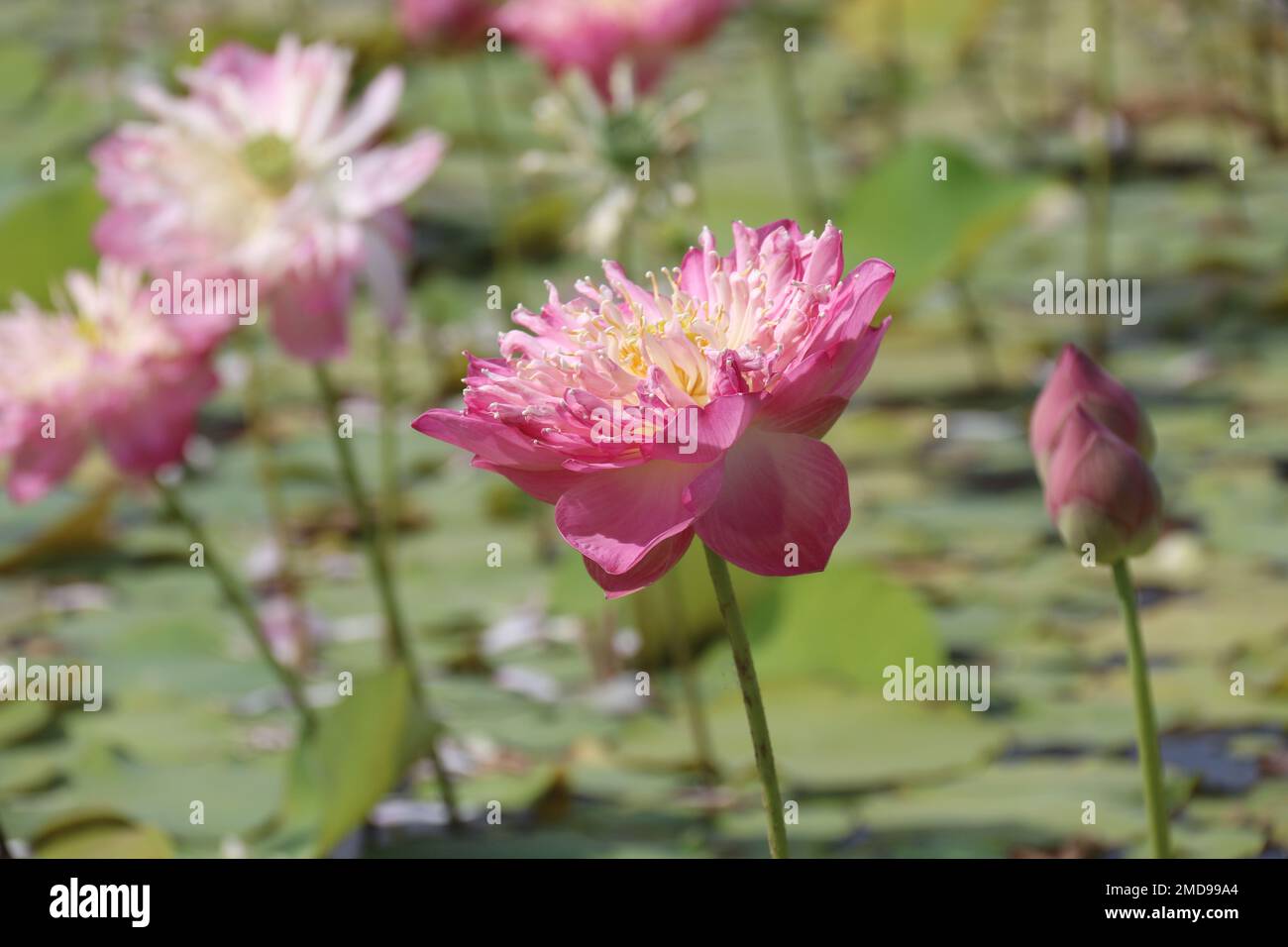 Fiori nel mio giardino domestico, Sri Lanka Foto Stock