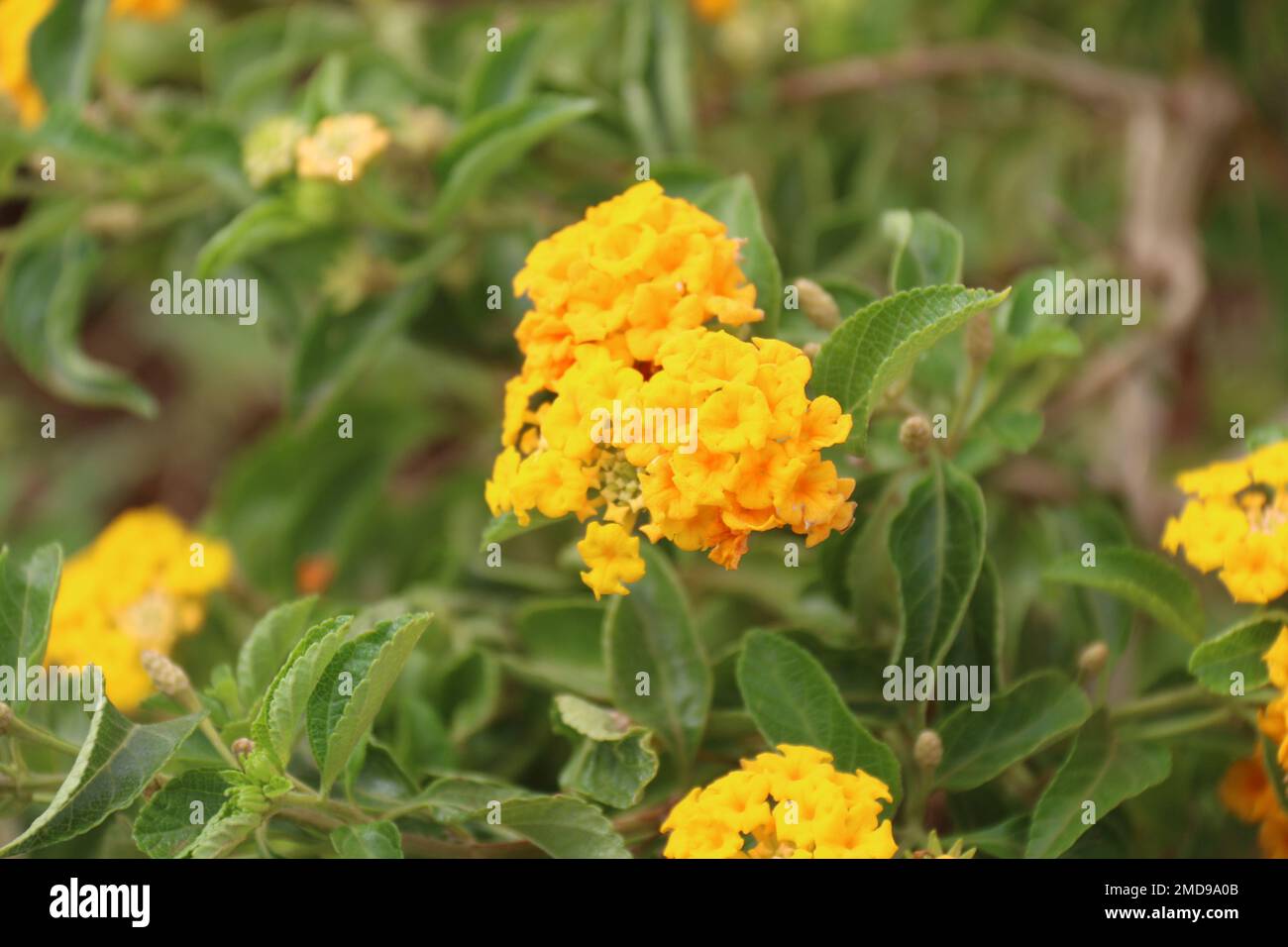 Fiori nel mio giardino domestico, Sri Lanka Foto Stock