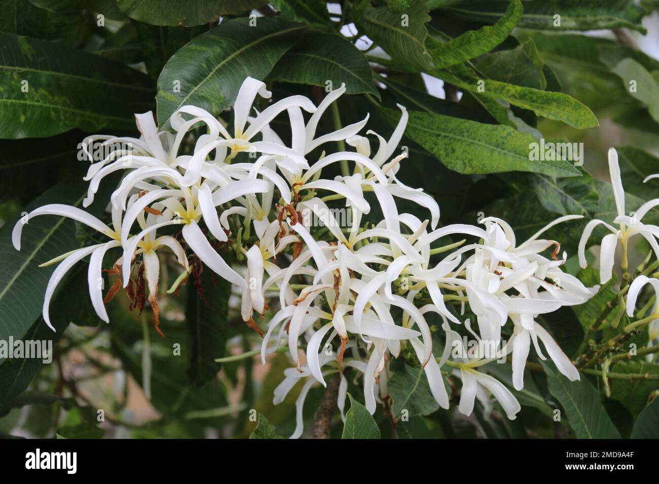 Fiori nel mio giardino domestico, Sri Lanka Foto Stock