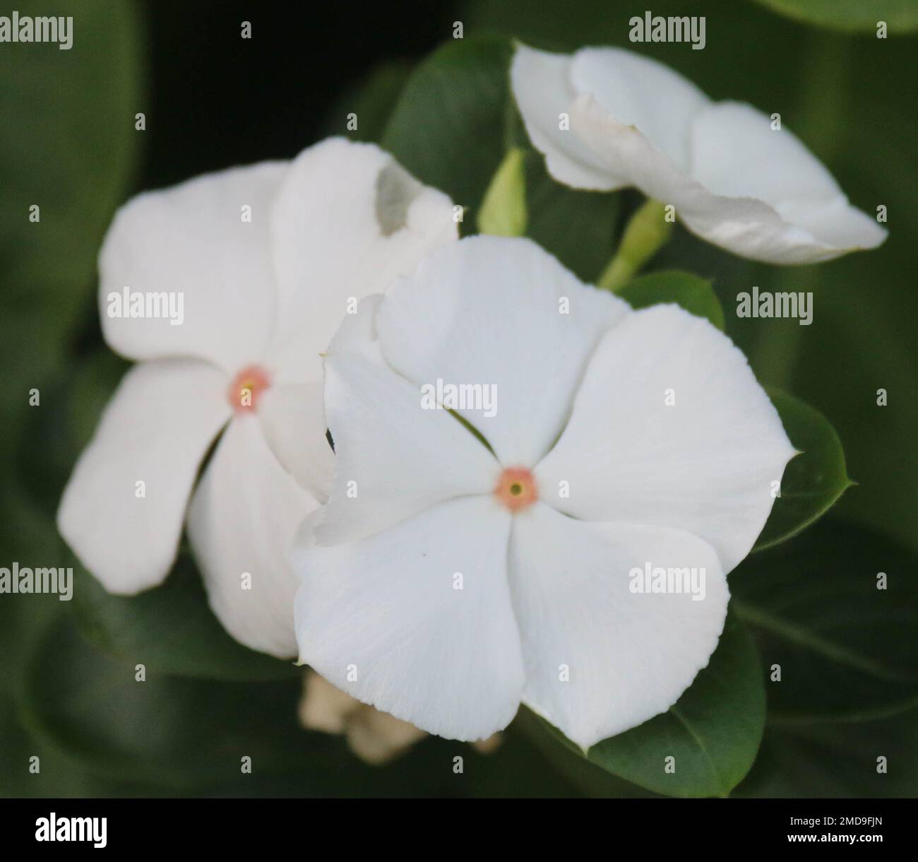 Fiori nel mio giardino domestico, Sri Lanka Foto Stock