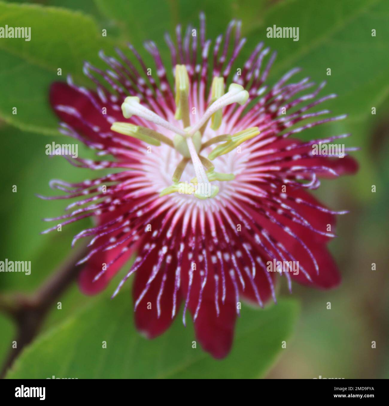 Fiori nel mio giardino domestico, Sri Lanka Foto Stock