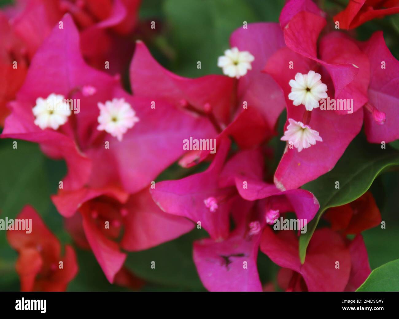Fiori nel mio giardino domestico, Sri Lanka Foto Stock