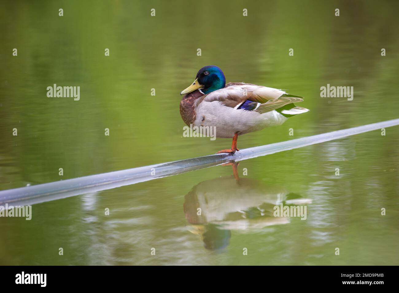Maschio Mallard [ Anas platyrhynchos ] su tubo galleggiante su stagno con riflessione Foto Stock