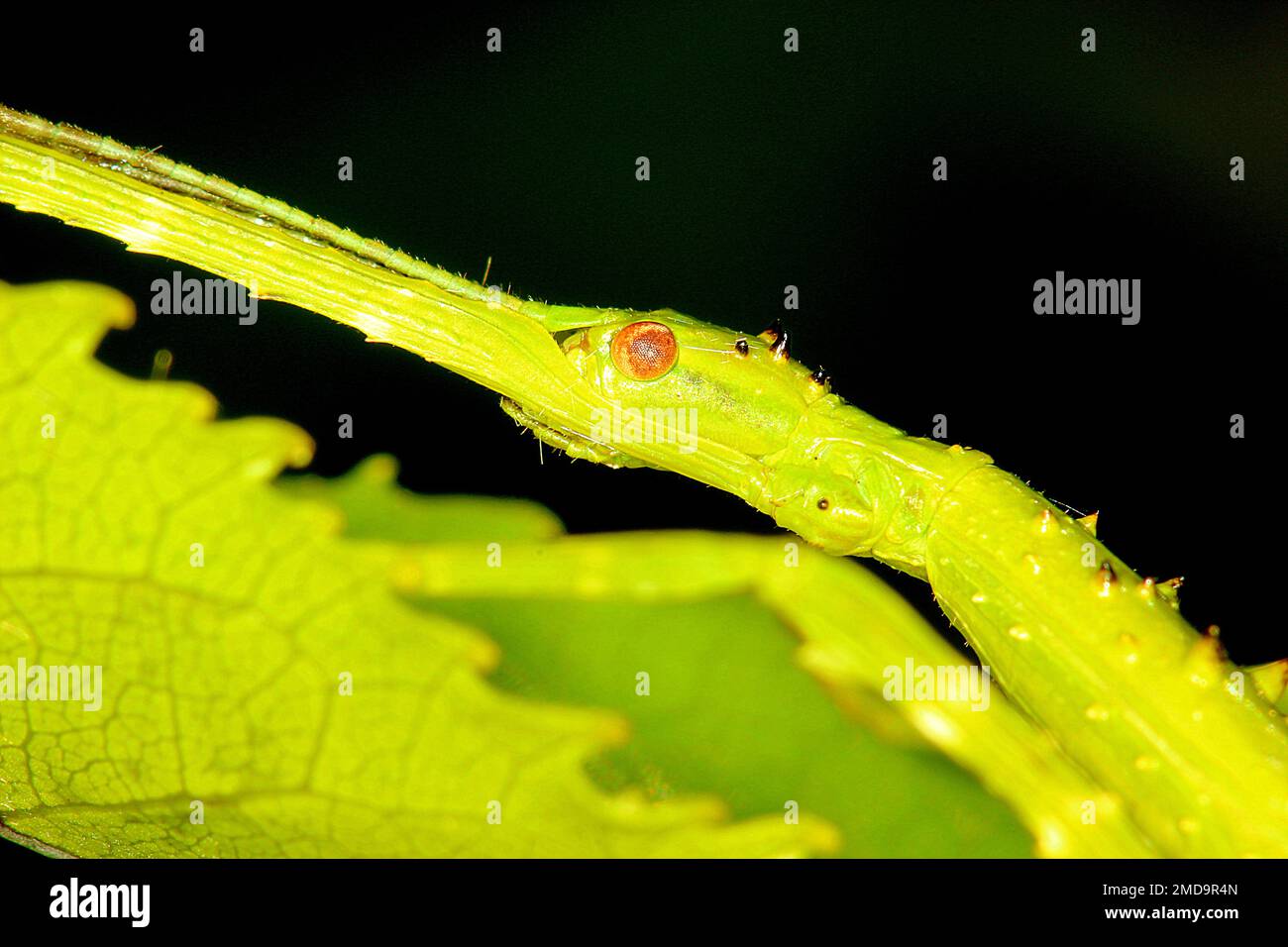 Puntone di insetti (Acanthoxyla sp) Foto Stock