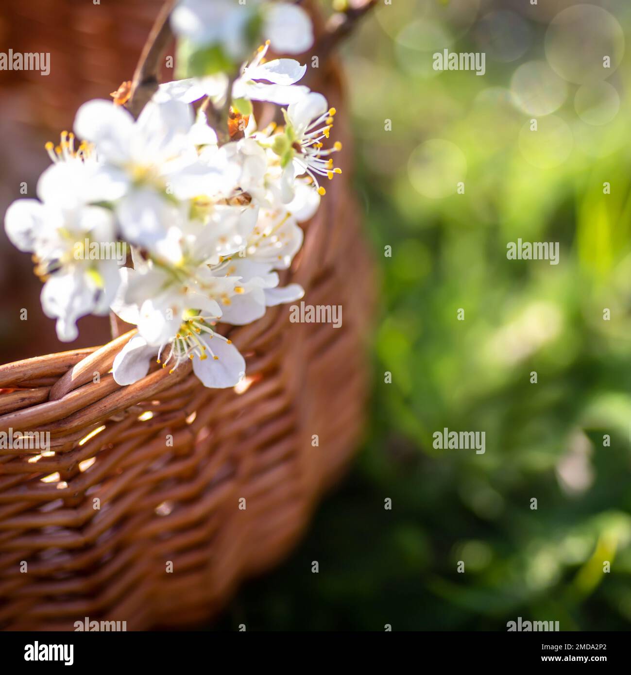 Cestino con rami di ciliegio bianco fiorisce su prato verde brillante, spazio copia. 8 marzo o San Valentino Foto Stock
