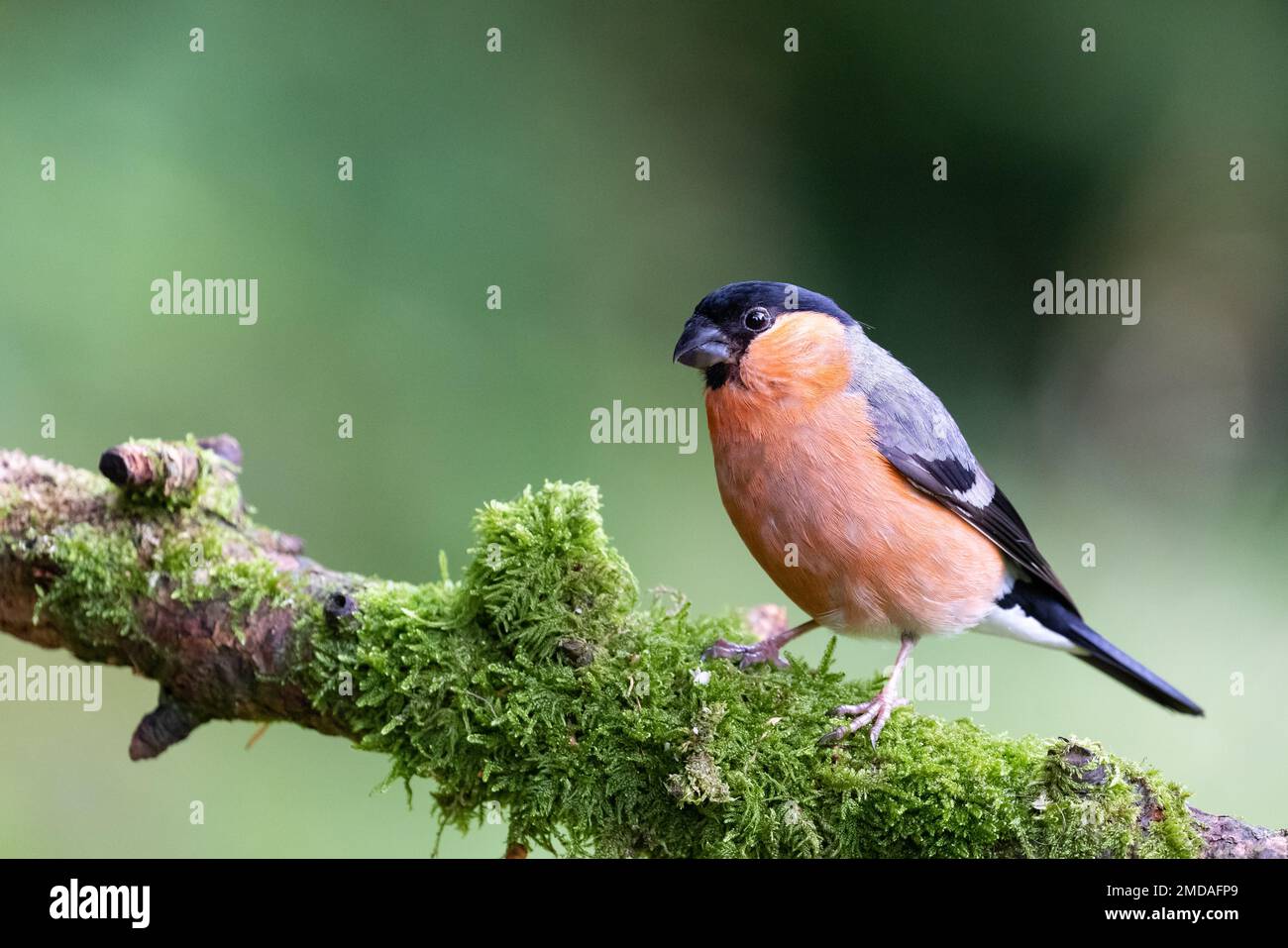 Maschio Eurasian Bullfinch [ Pyrhula pyrhula ] su ramo mossy Foto Stock
