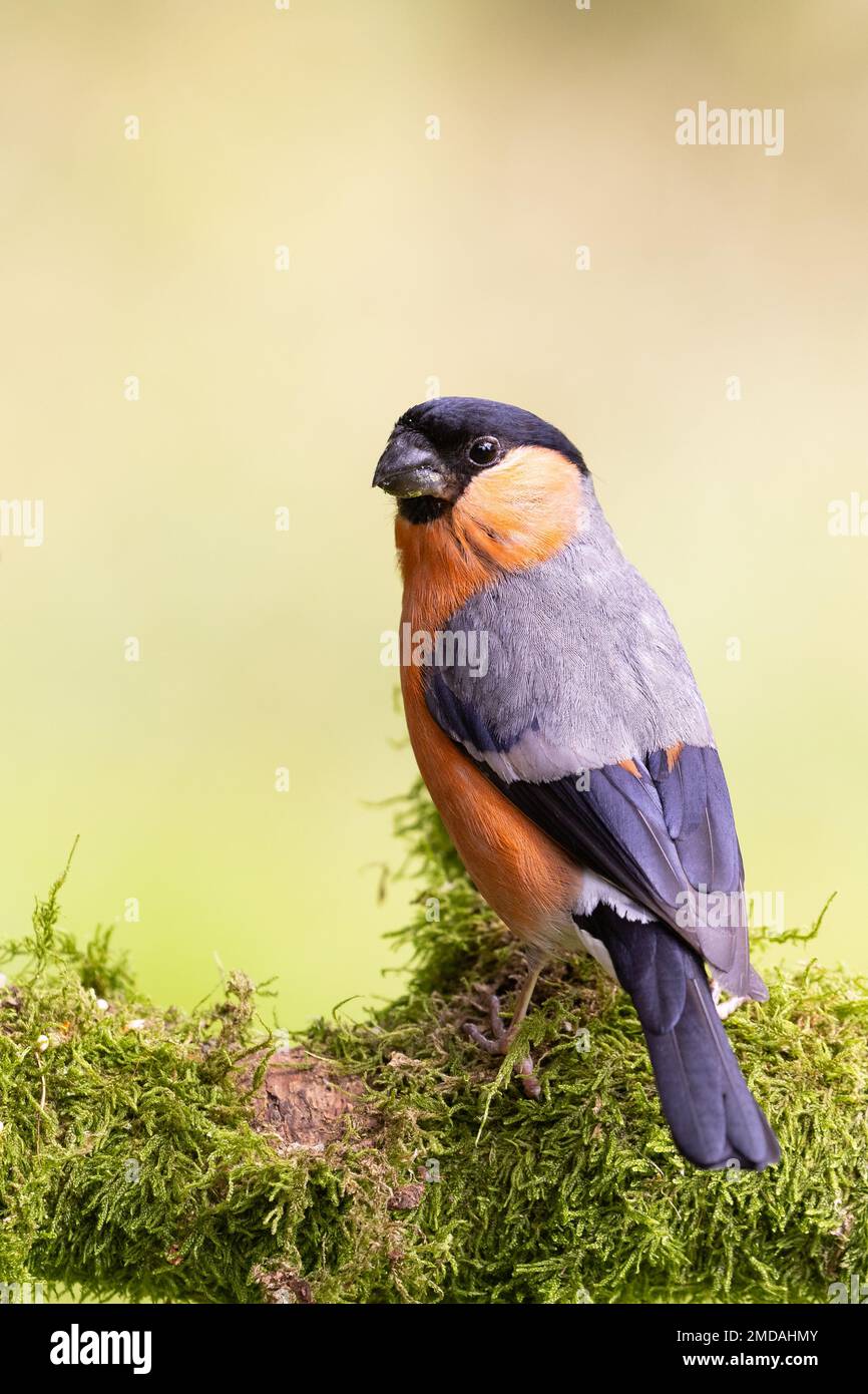 Maschio Eurasian Bullfinch [ Pyrhula pyrhula ] su ramo mossy Foto Stock